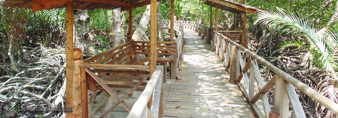 Mangrove Walkway