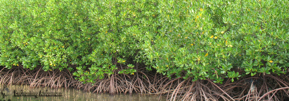 Mangroves Forest