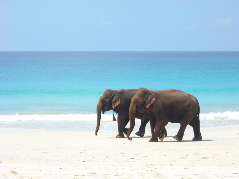 Elephant Beach - Havelock