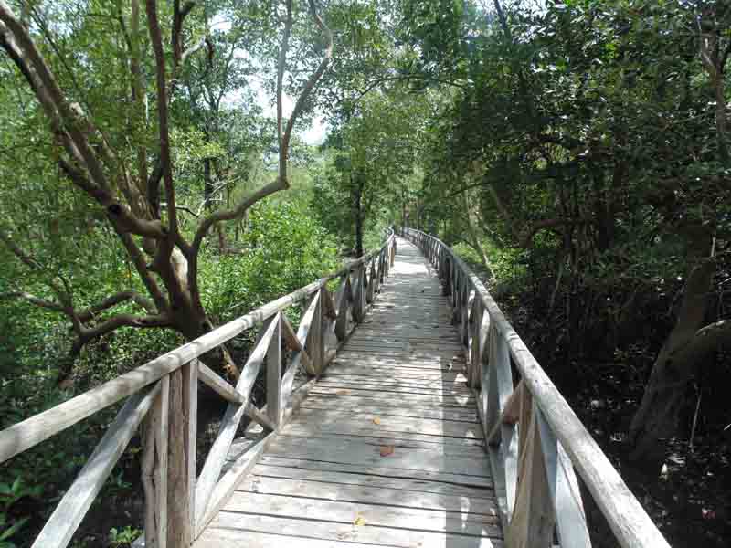 Mangrove Walkway